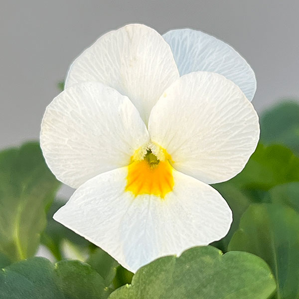 ビオラ:フローラルパワー  トリコロールプレリュード*3.5号ポット