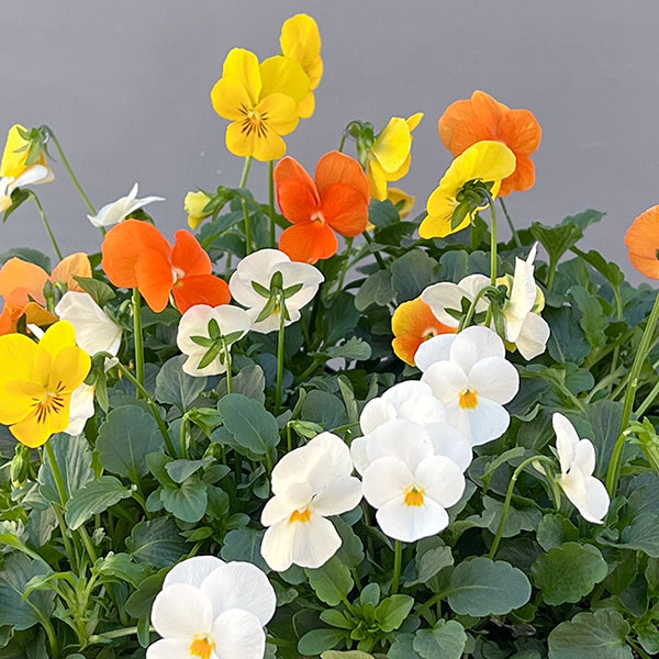 ビオラ:フローラルパワー  トリコロールプレリュード*3.5号ポット