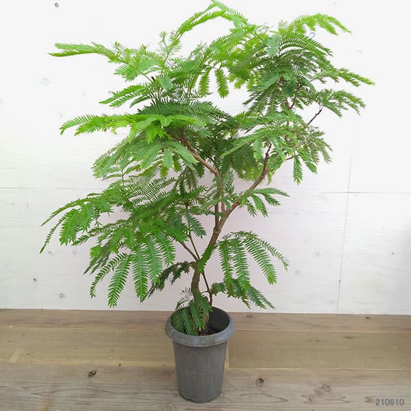 （わけあり特価）エバーフレッシュ　6号鉢植え