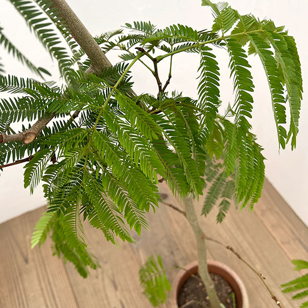 （わけあり特価）エバーフレッシュ　6号鉢植え