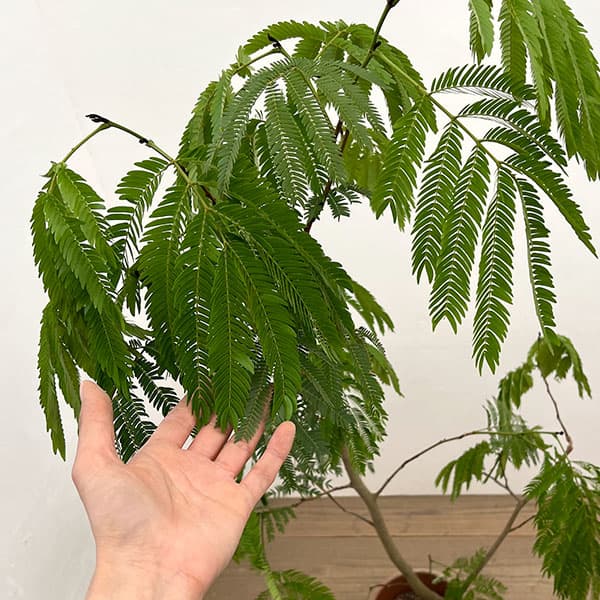 （わけあり特価）エバーフレッシュ　6号鉢植え