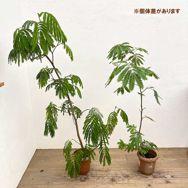 （わけあり特価）エバーフレッシュ　6号鉢植え