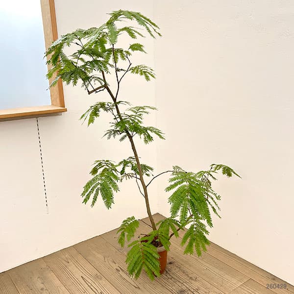 園芸ネット本店｜エバーフレッシュ 6号鉢植え の通販【公式】