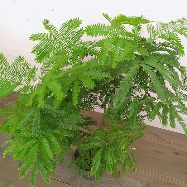 （わけあり特価）エバーフレッシュ　6号鉢植え