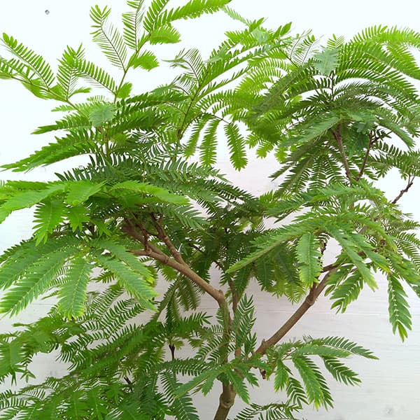 （わけあり特価）エバーフレッシュ　6号鉢植え