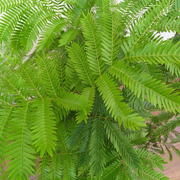 （わけあり特価）エバーフレッシュ　6号鉢植え