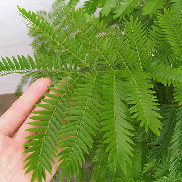 （わけあり特価）エバーフレッシュ　6号鉢植え
