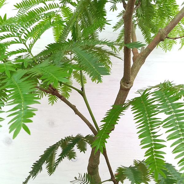 （わけあり特価）エバーフレッシュ　6号鉢植え