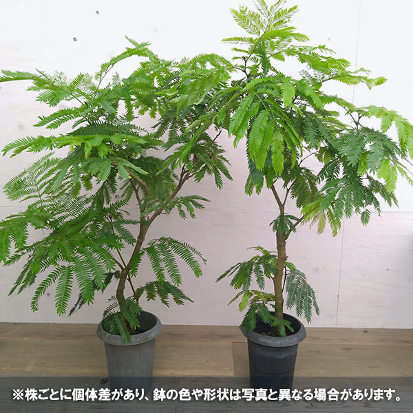 （わけあり特価）エバーフレッシュ　6号鉢植え