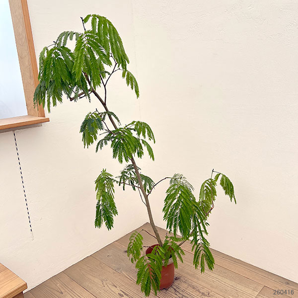 （わけあり特価）エバーフレッシュ　6号鉢植え