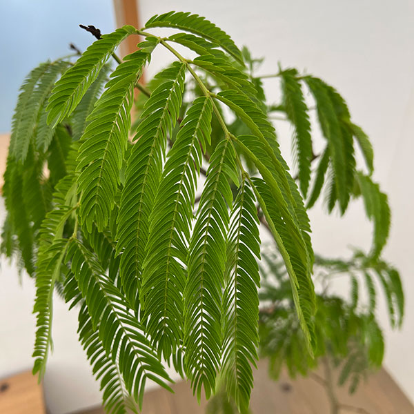 （わけあり特価）エバーフレッシュ　6号鉢植え