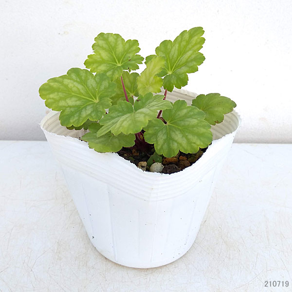 ヒューケラ・ドルチェ フローズンマスカット3.5号ポット