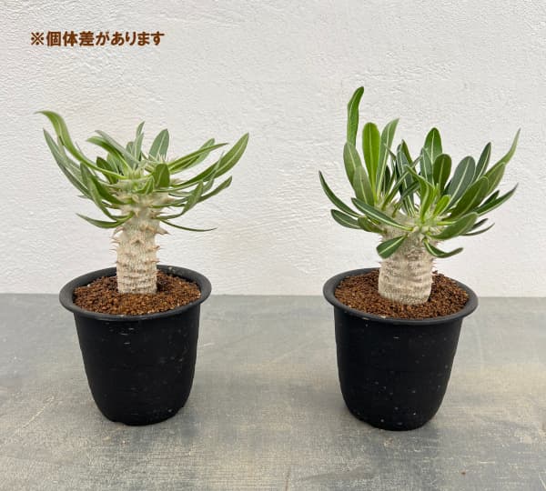 パキポディウム:伊藤ハイブリッド(実生株) 3号鉢植え