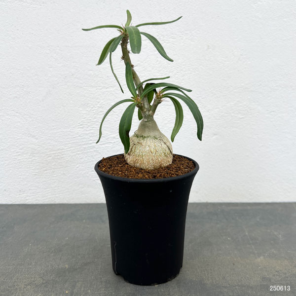 パキポディウム:サキュレンタム 3号鉢植え*
