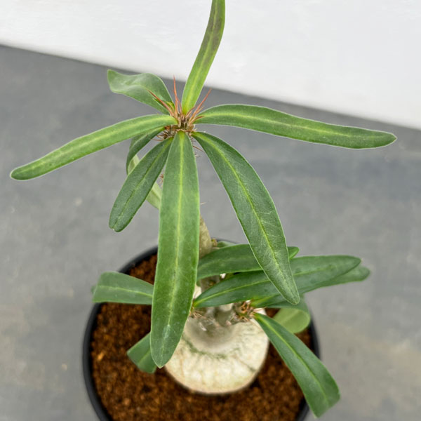 パキポディウム:サキュレンタム 3号鉢植え*