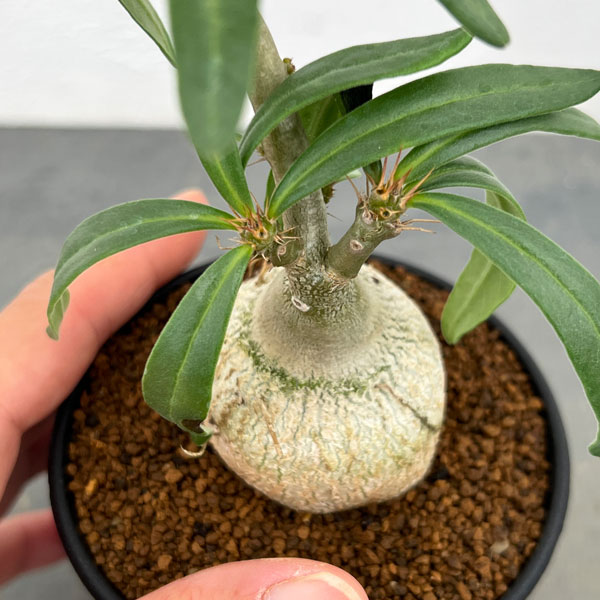 パキポディウム:サキュレンタム 3号鉢植え*