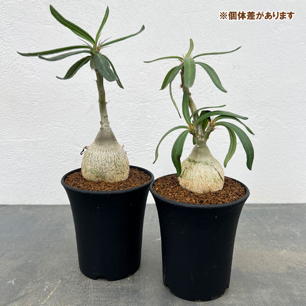 パキポディウム:サキュレンタム 3号鉢植え*