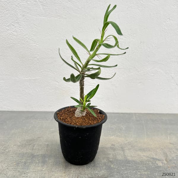 パキポディウム:サキュレンタム 3号鉢植え*