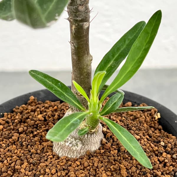 パキポディウム:サキュレンタム 3号鉢植え*