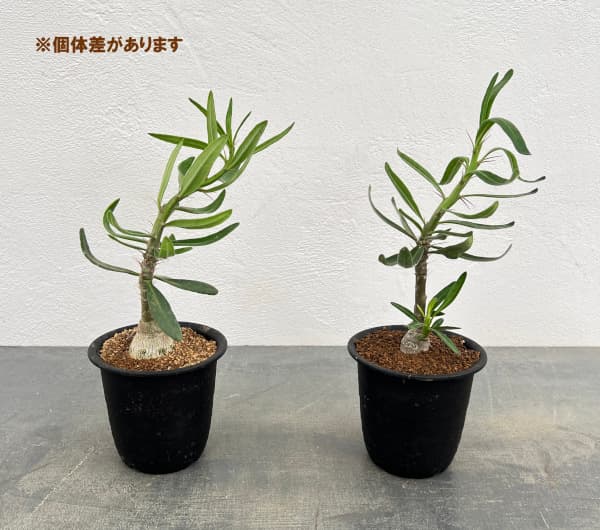 パキポディウム:サキュレンタム 3号鉢植え*