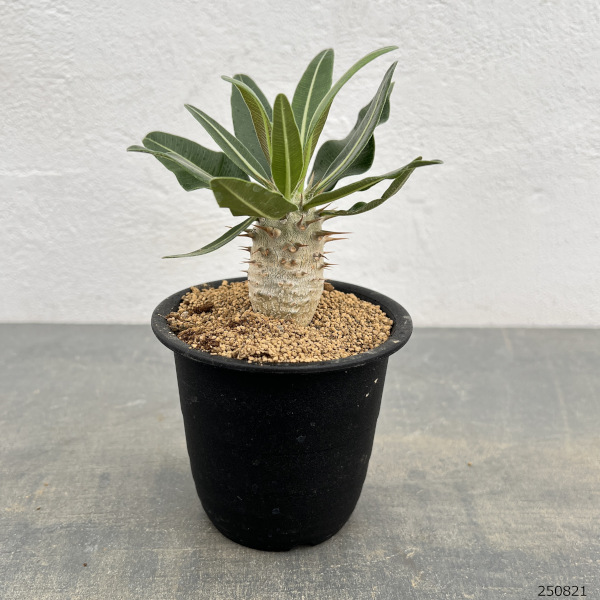 パキポディウム:カクチぺス(実生株) 3号鉢植え*
