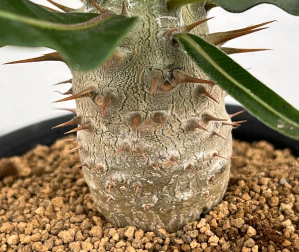 パキポディウム:カクチぺス(実生株) 3号鉢植え*