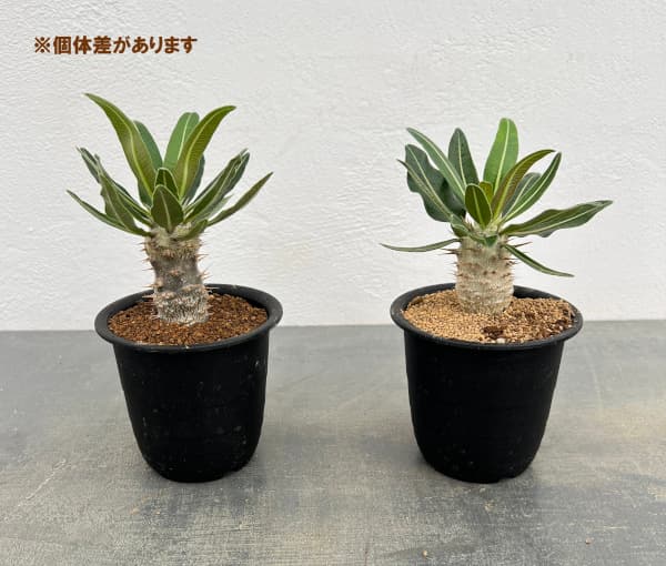 パキポディウム:カクチぺス(実生株) 3号鉢植え*