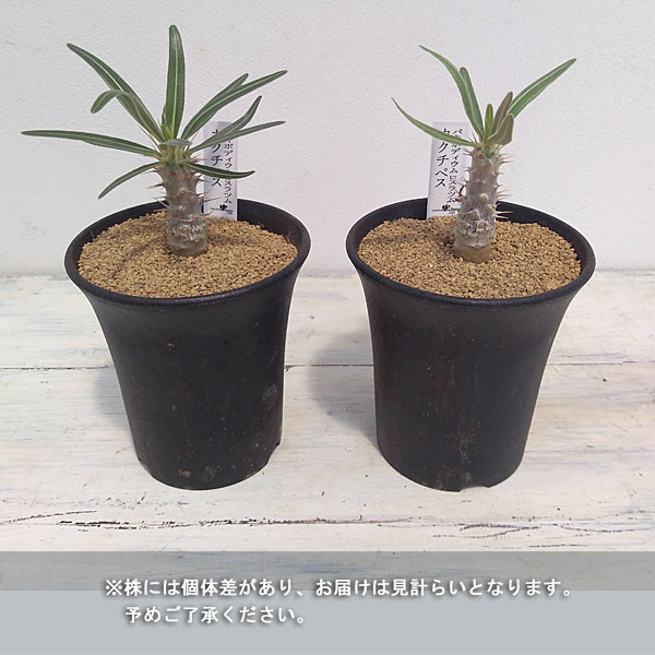 パキポディウム:カクチぺス(実生株) 3号鉢植え*