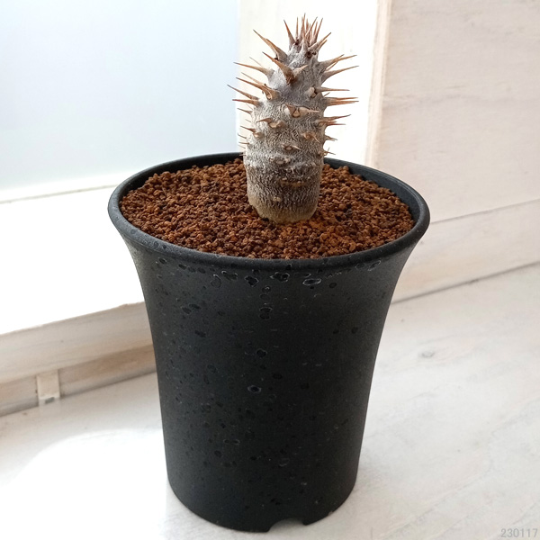 パキポディウム:カクチぺス(実生株) 3号鉢植え*