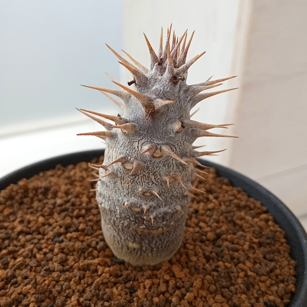 パキポディウム:カクチぺス(実生株) 3号鉢植え*