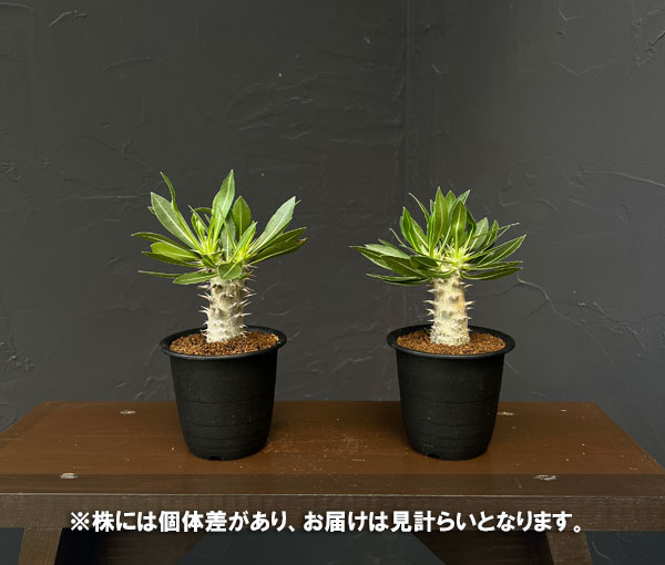 園芸ネット本店｜パキポディウム：ロスラーツム （実生株） 3号 の通販