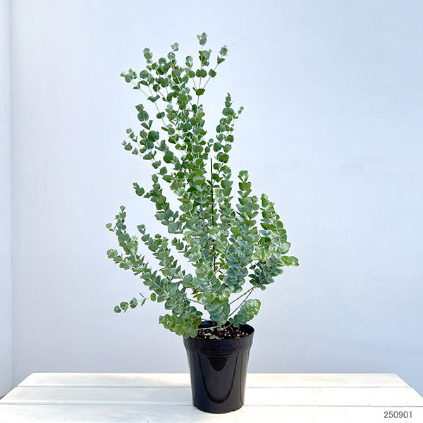 ユーカリ：アルビダ5号鉢植え