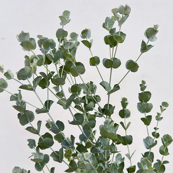 ユーカリ：アルビダ5号鉢植え