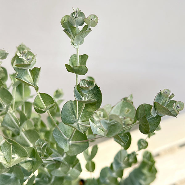 ユーカリ：アルビダ5号鉢植え