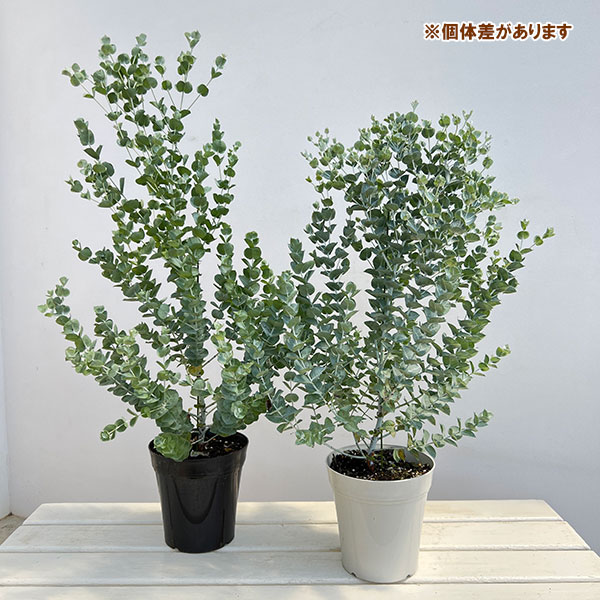 ユーカリ：アルビダ5号鉢植え