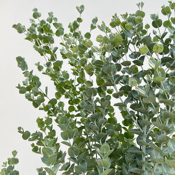 ユーカリ：アルビダ5号鉢植え