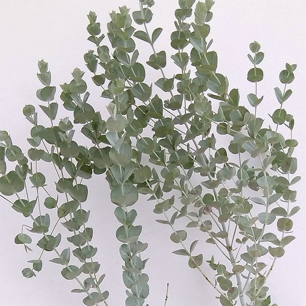 ユーカリ：アルビダ5号鉢植え