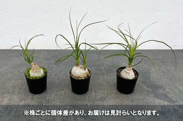 トックリラン（ノリナ）　2号ポット
