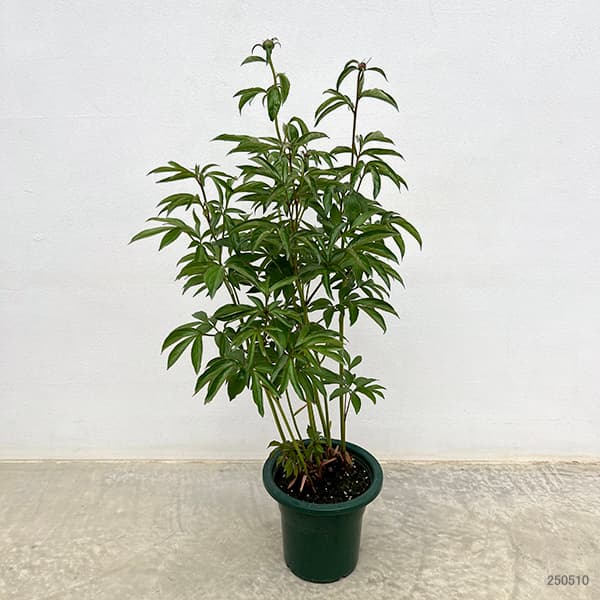 シャクヤク(芍薬):ソルベット6号ポット