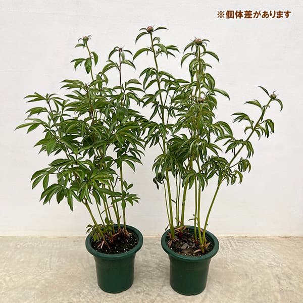 シャクヤク(芍薬):ソルベット6号ポット