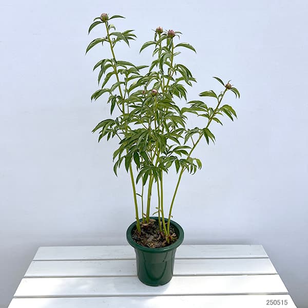 シャクヤク(芍薬):ソルベット6号ポット