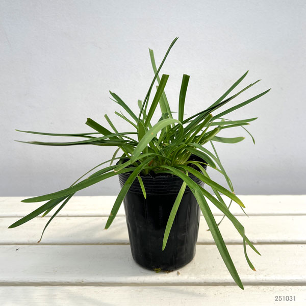 アガパンサス：サマーラブブルー3.5号ポット