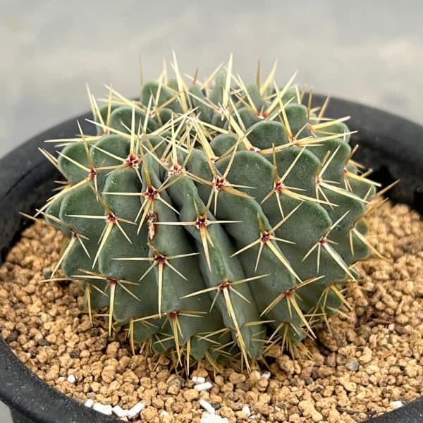 サボテン：パロジア（ノトカクタス）・ブイニンギー　3号鉢植え