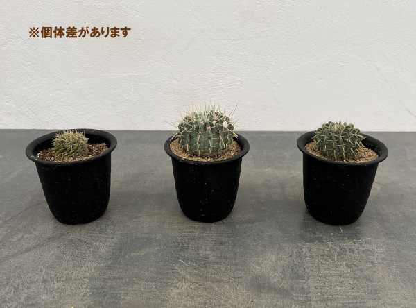 サボテン：パロジア（ノトカクタス）・ブイニンギー　3号鉢植え