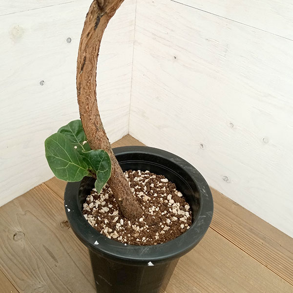 カシワバゴム・バンビーノ（曲り仕立て） 8号鉢植え23-01 の