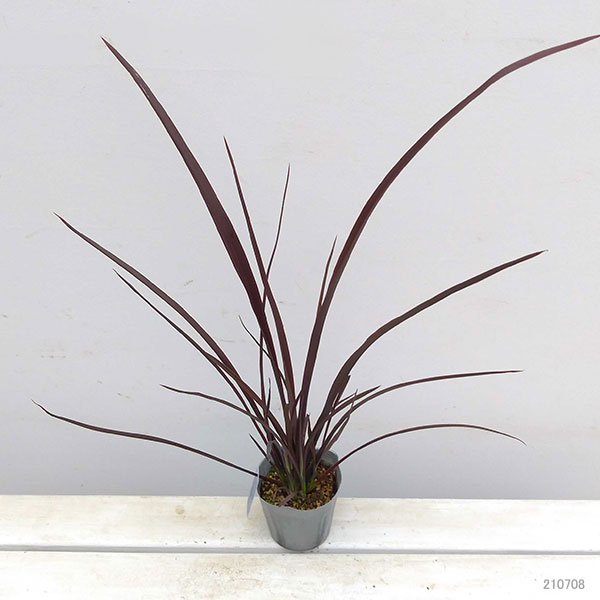 ニューサイラン：アメージングレッド3.5号ポット