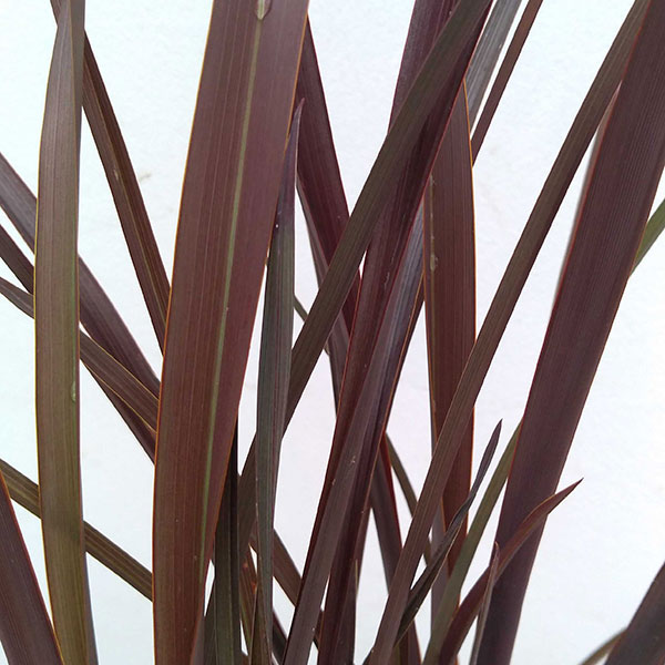 ニューサイラン：アメージングレッド3.5号ポット