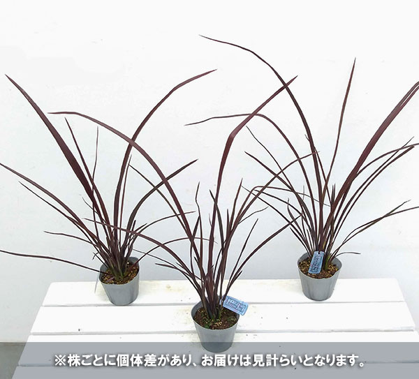 ニューサイラン：アメージングレッド3.5号ポット