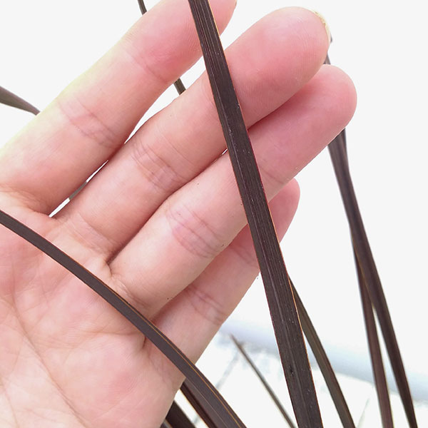 ニューサイラン：アメージングレッド3.5号ポット