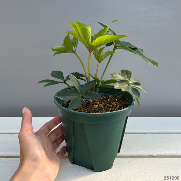 クリスマスローズ：花梨（かりん）5号ポット